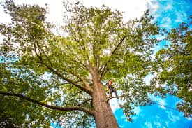  , USA Tree Care Services Pros